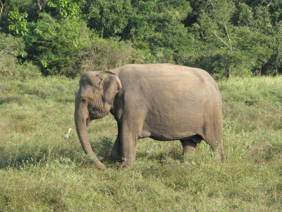 Elephants at Kadulla