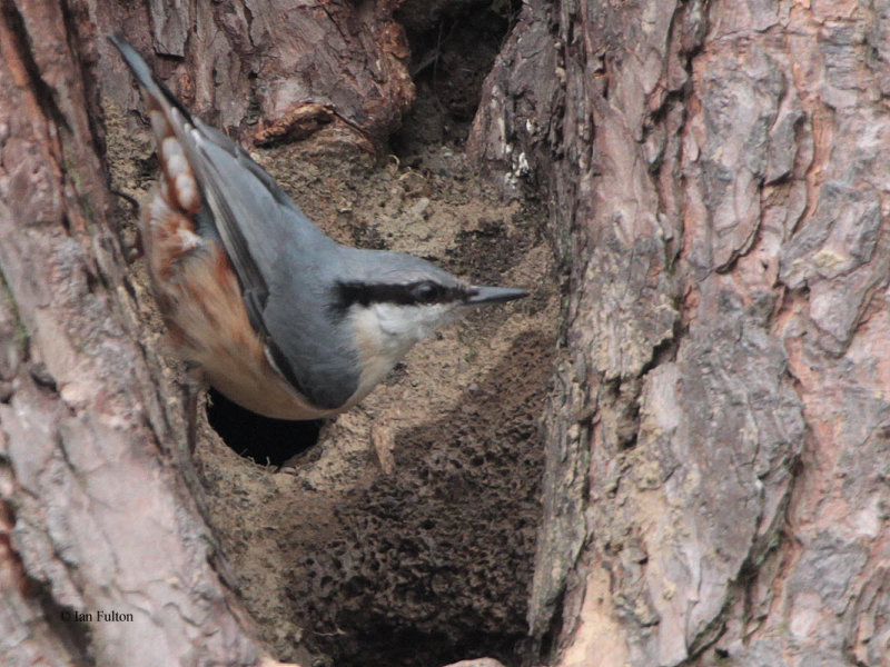 Nuthatch, Birthwood-Culter Glen, Clyde