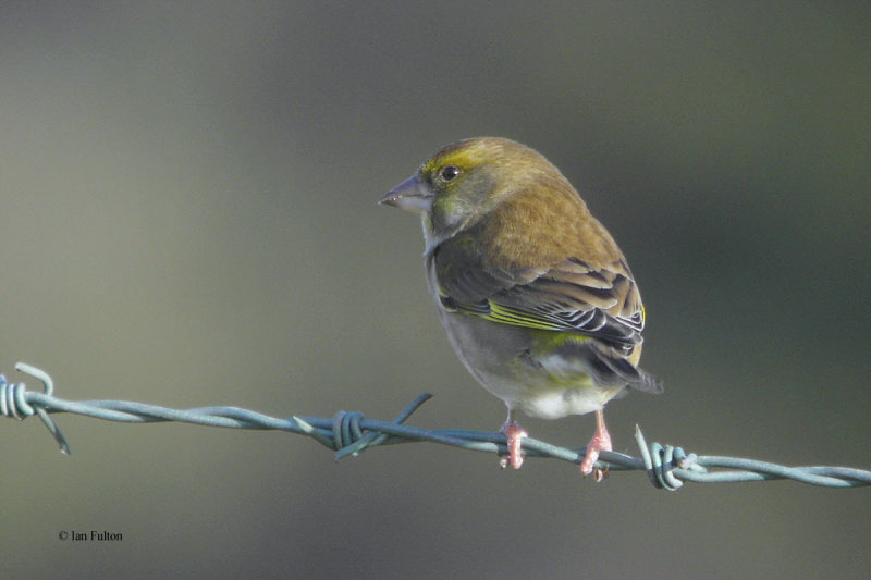 Greenfinch, Turnberry Beach, Ayrshire