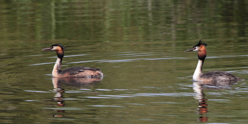 Great Crested Grebe, Endrick Water-RSPB Loch Lomond, Clyde