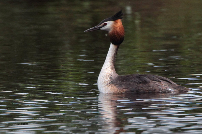 Great Crested Grebe, Endrick Water-RSPB Loch Lomond, Clyde