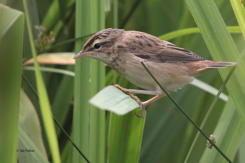 Sedge Warbler, Net Bay-RSPB Loch Lomond, Clyde