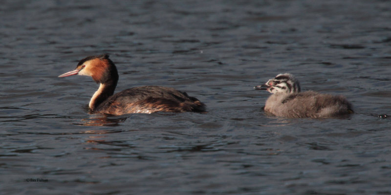 Great Crested Grebe, Hogganfield Loch-Glasgow, Clyde