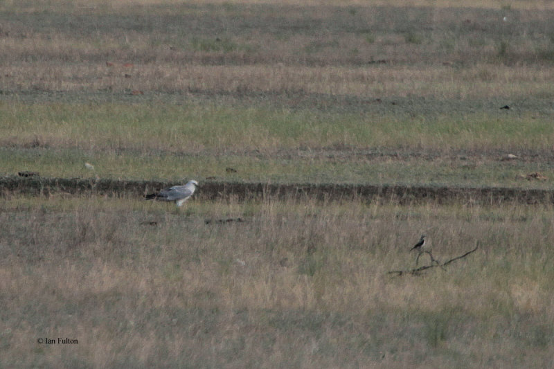 Pallid Harrier, Korgalzhyn, Kazakhstan