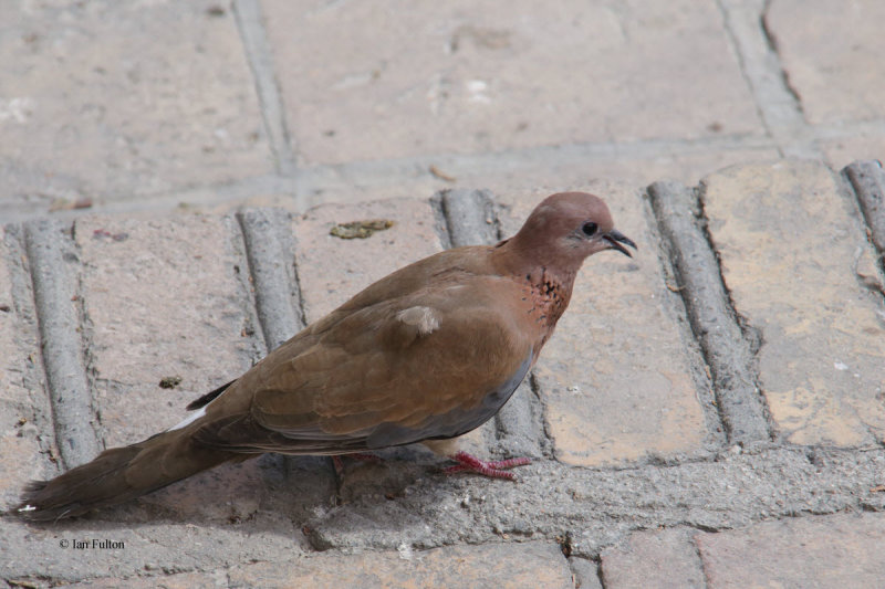 Laughing Dove, Samarkand, Uzbekistan