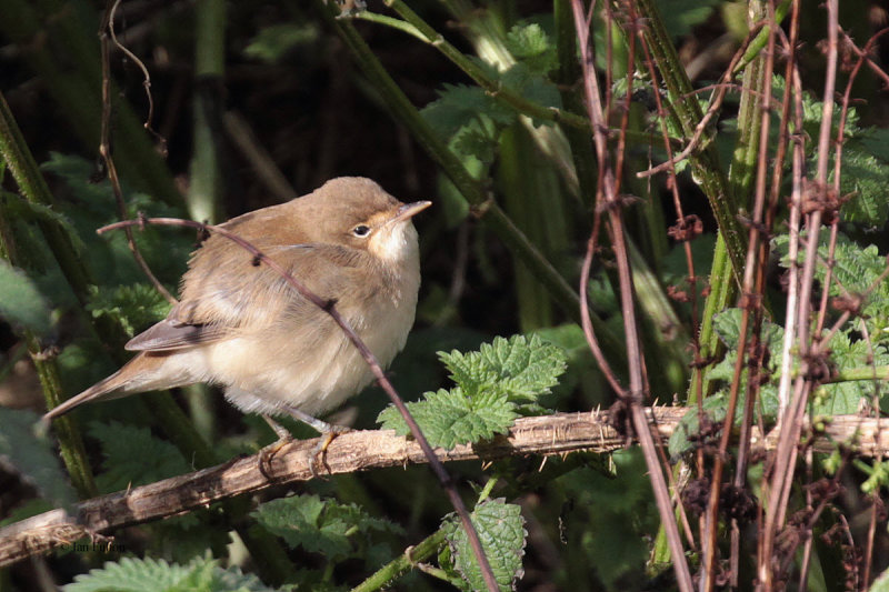 Reed Warbler, Sumburgh Quarry, Mainland, Shetland