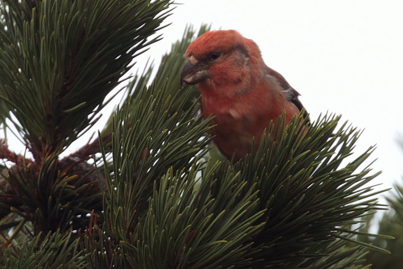 Parrot Crossbill, Setters Hill-Baltasound, Unst, Shetland