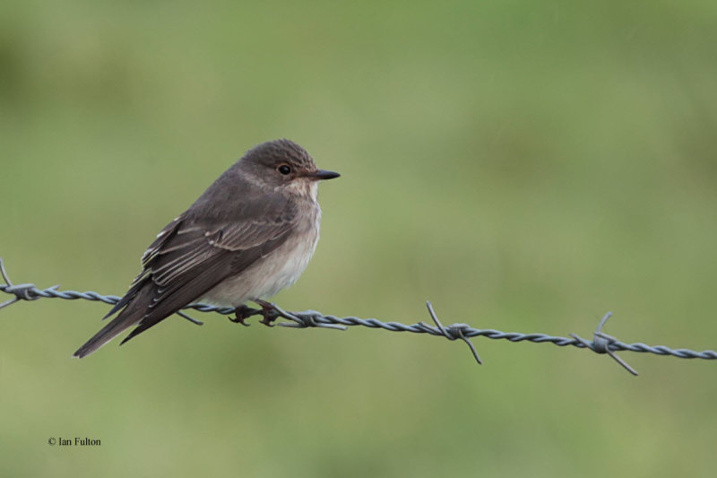 Spotted Flycatcher, Halligarth-Baltasound, Unst, Shetland