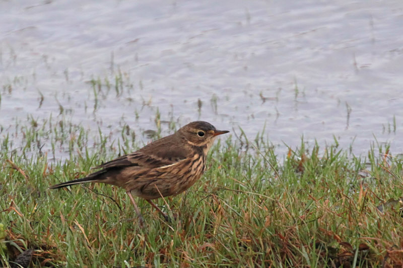 Buff-bellied Pipit, Grutness, Mainland, Shetland