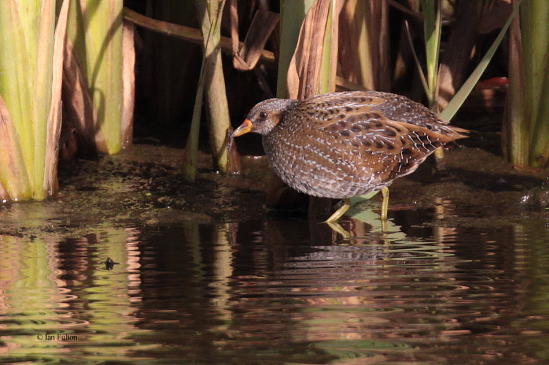Spotted Crake, Doonfoot, Ayr