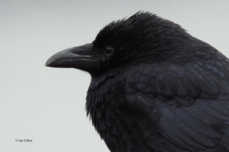 Carrion Crow, Cardwell Bay-Gourock, Clyde