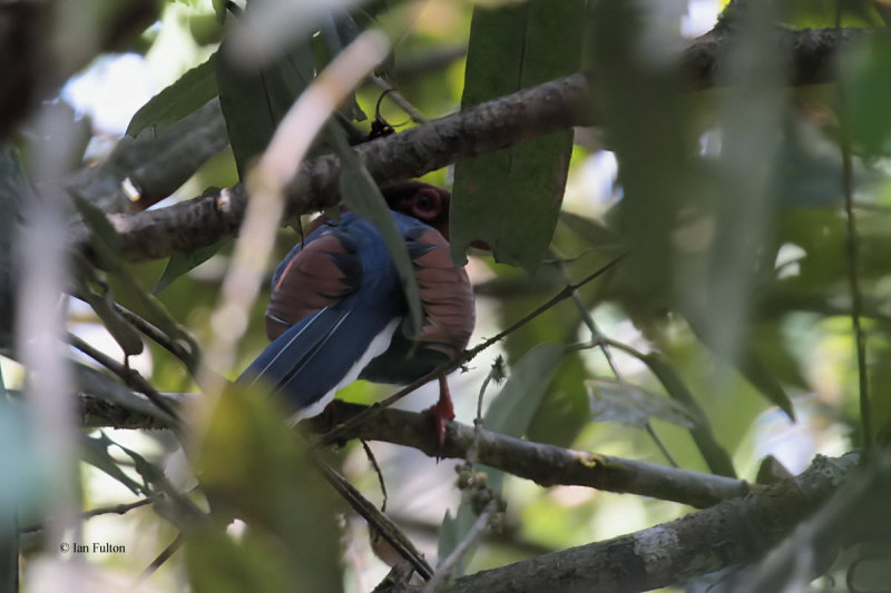 Blue Magpie (E), near Kithulgala, Sri Lanka