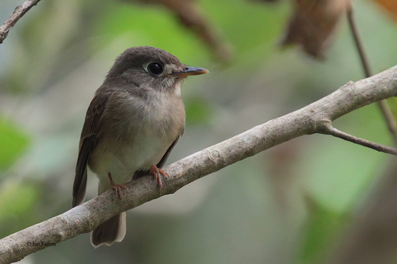 Brown-breasted Flycatcher, Kithulgala, Sri Lanka