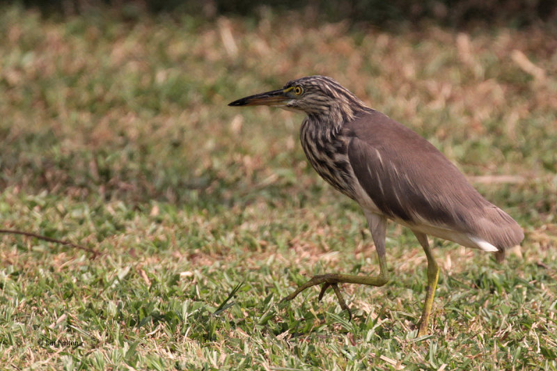 Indian Pond Heron, Tamarind Tree Hotel, Sri Lanka