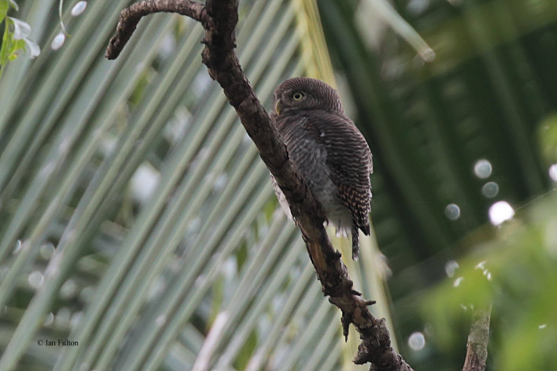 Jungle Owlet, Tissamaharama, Sri Lanka