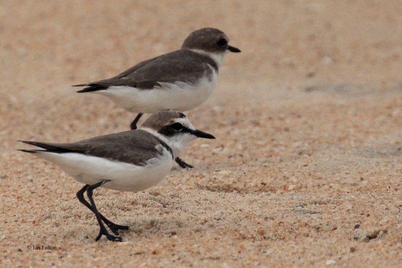 Kentish Plover, Yala NP, Sri Lanka