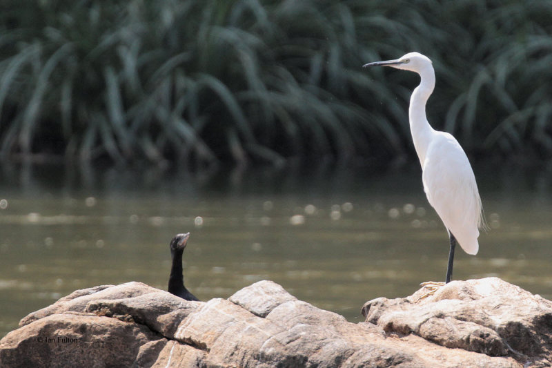 Little Egret, Kelani River-Kithulgala, Sri Lanka