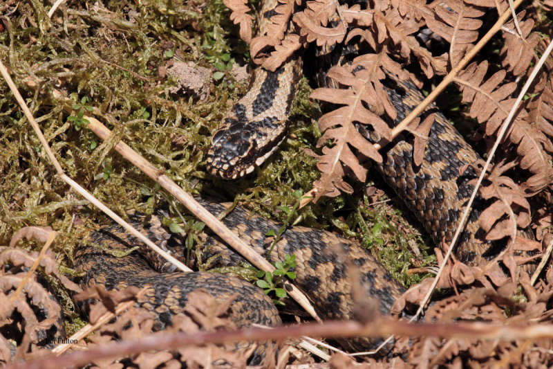 Adder (male), East Loch Lomond