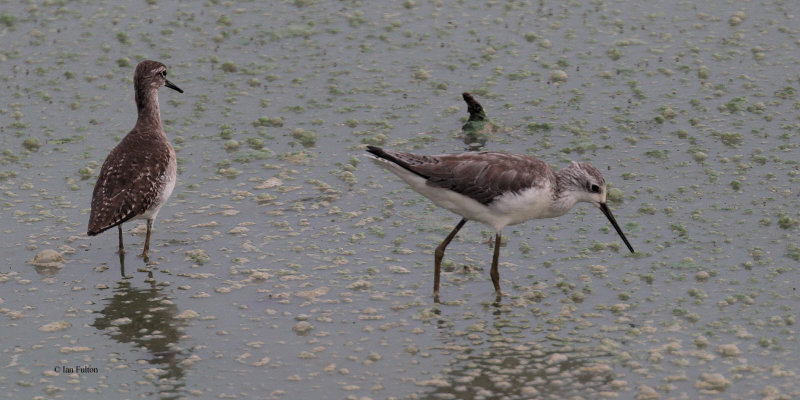 Marsh + Wood Sandpiper, Uda Walawe NP, Sri Lanka