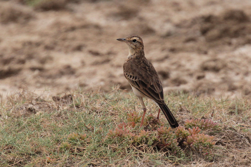 Richards Pipit, Bundala NP, Sri Lanka