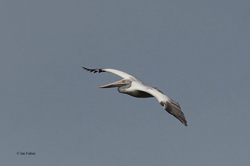 Spot-billed Pelican, Uda Walawe NP, Sri Lanka