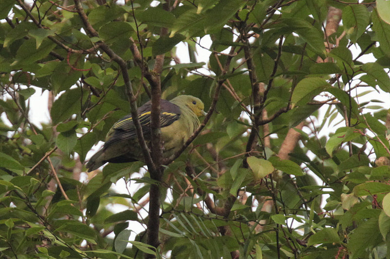 Sri Lanka Green Pigeon, Kithulgala, Sri Lanka