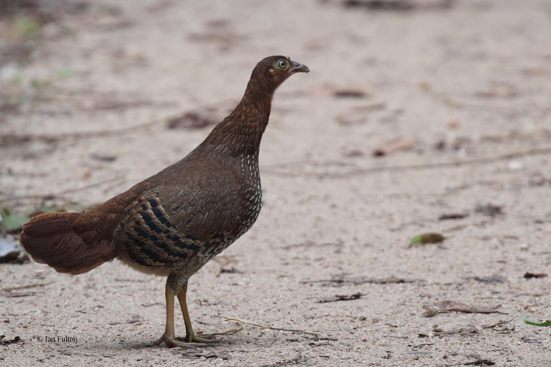 Sri Lanka Junglefowl, Sinharaja NP, Sri Lanka