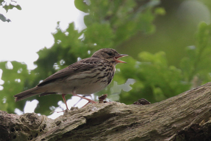 Tree Pipit, Ross Wood-Loch Lomond, Clyde