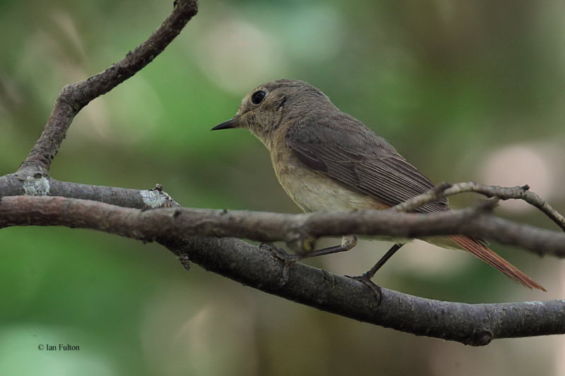 Redstart (female), Inchcailloch-Loch Lomond, Clyde