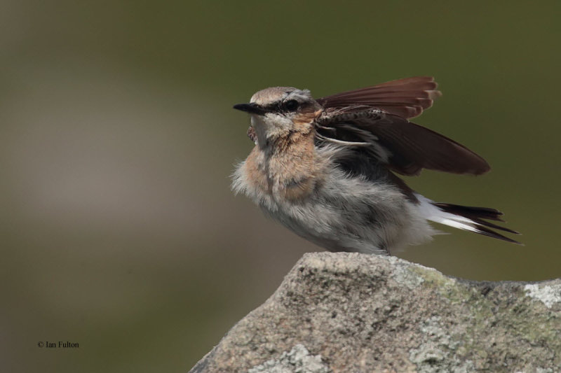 Wheatear