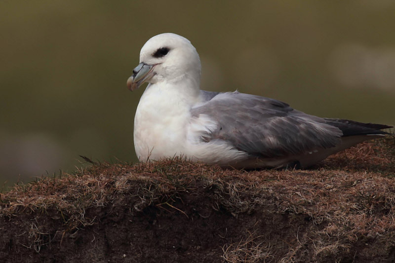 Fulmar Petrel