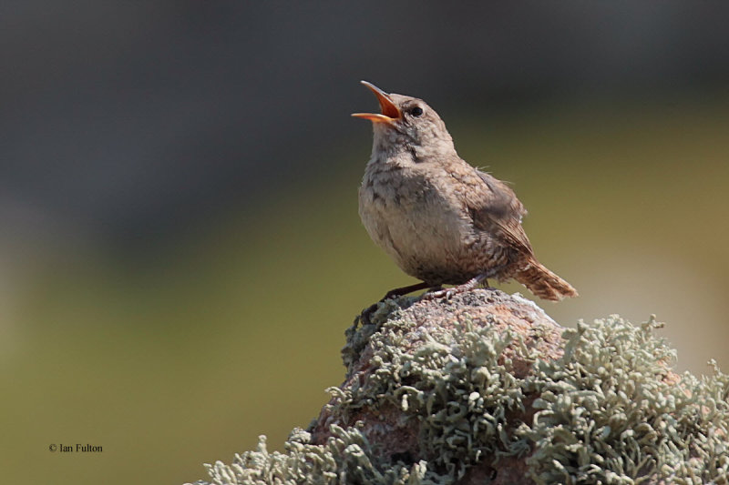 St Kilda Wren