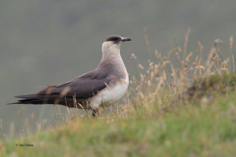 Arctic Skua