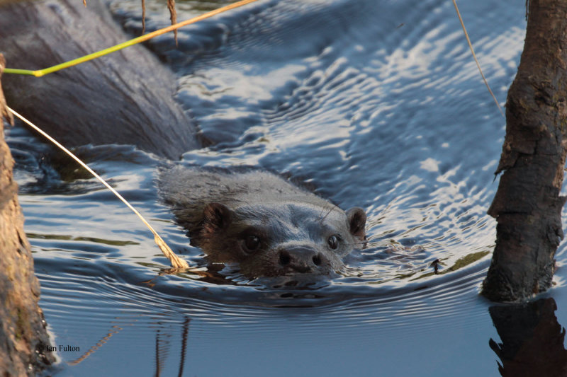 Otter, Endrick Water-RSPB Loch Lomond, Clyde