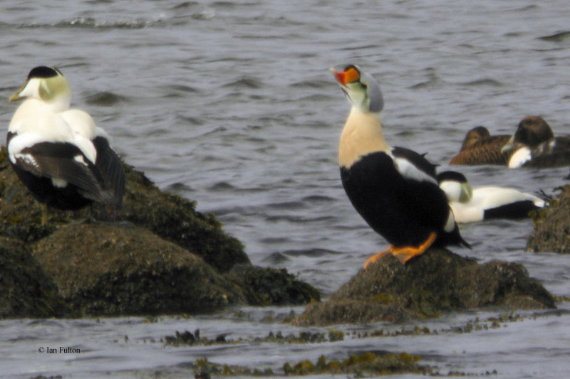 King Eider, Irvine, Ayrshire