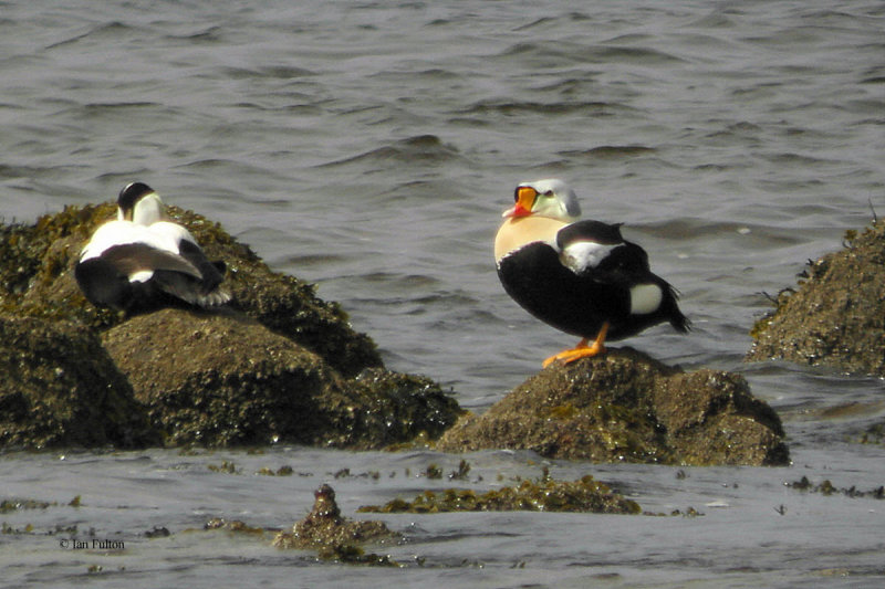 King Eider, Irvine, Ayrshire