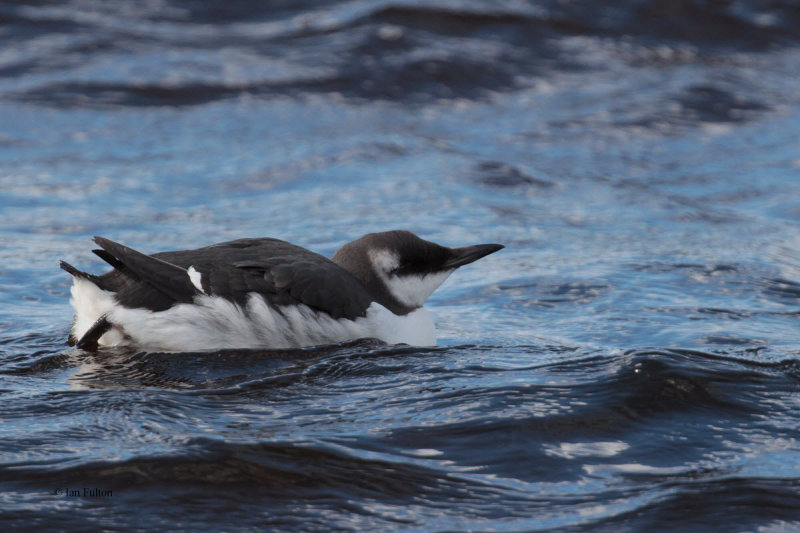 Guillemot, Ring Point-RSPB Loch Lomond, Clyde