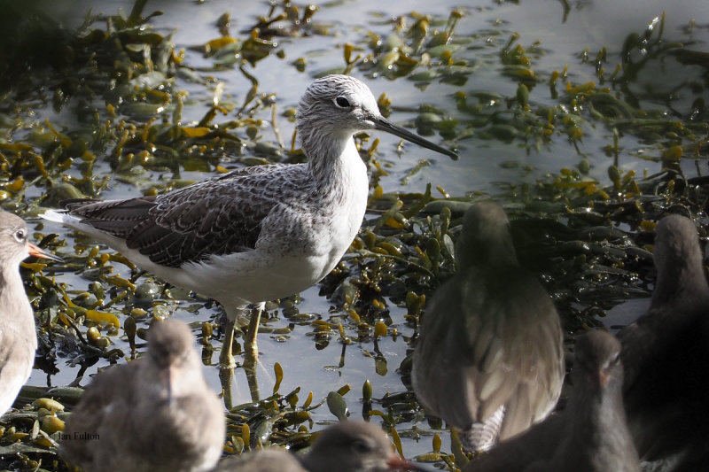Greenshank, Kelburn Park, Clyde