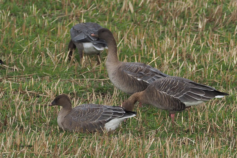 Pink-footed Goose, Loch of Brow-Mainland, Shetland