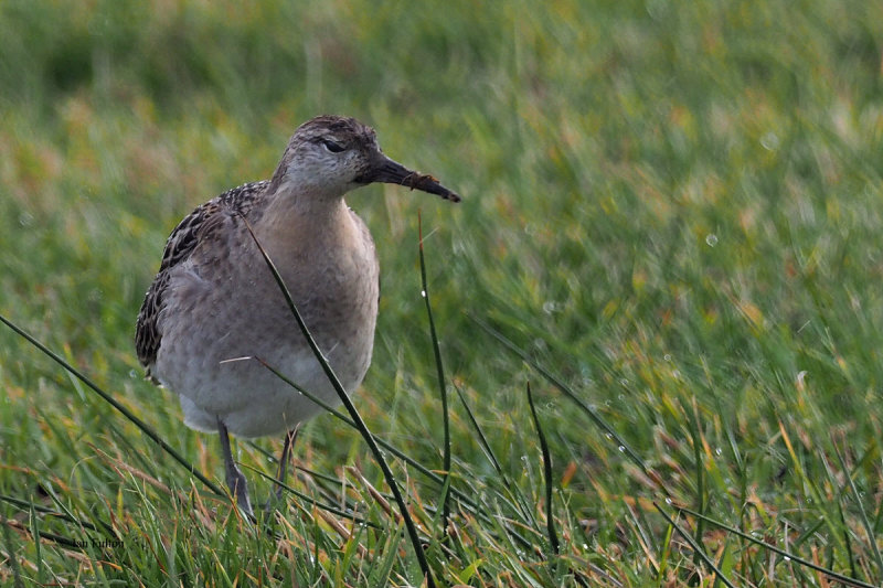 Ruff, Sandwick-Mainland, Shetland