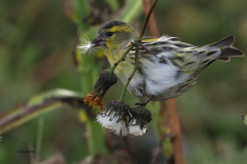 Siskin, Boddam-Mainland, Shetland