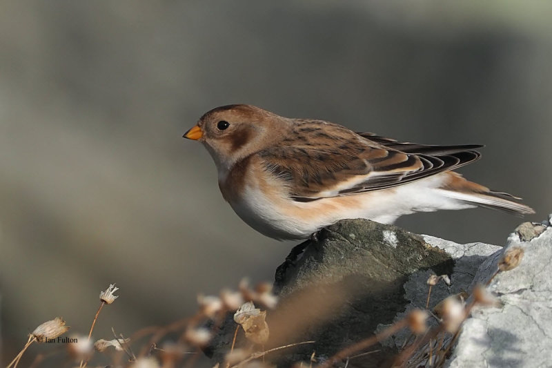 Snow Bunting, Grutness-Mainland, Shetland