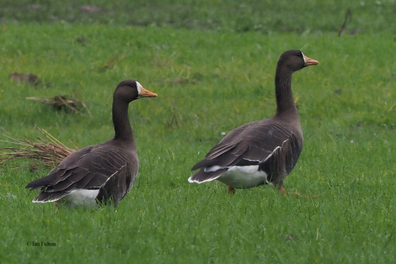 Greenland White-fronted Goose, near Croftamie, Clyde