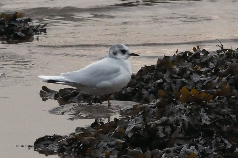 Little Gull, Cardwell Bay-Gourock, Clyde