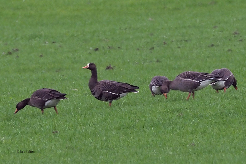Greenland White-fronted Goose, near Croftamie, Clyde