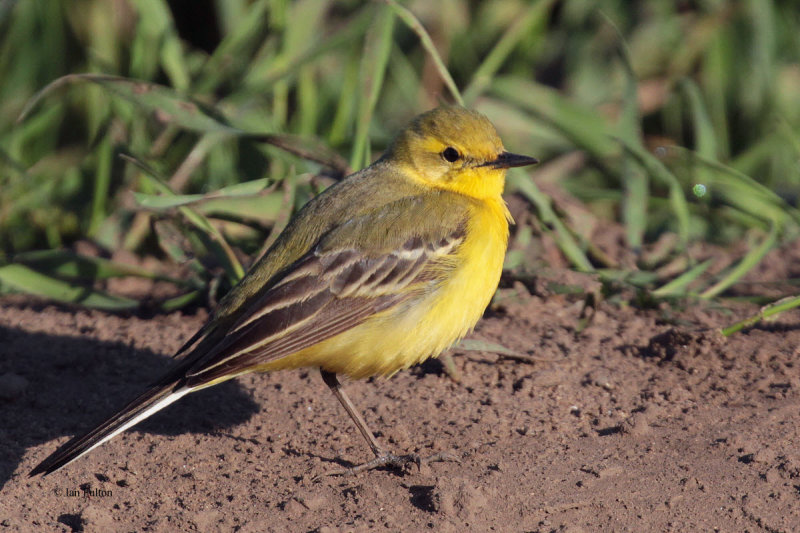 Yellow Wagtail, near Crail, Fife