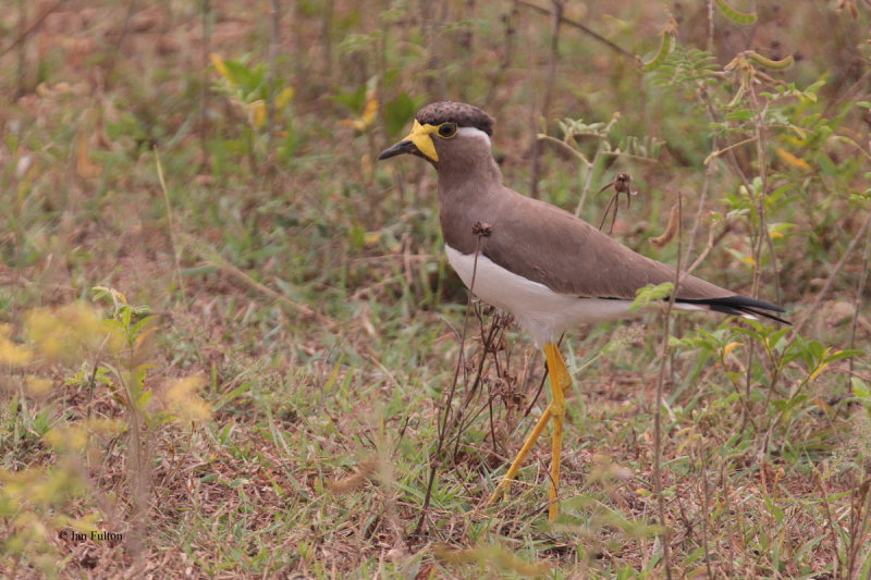 Yellow-wattled Lapwing, Uda Walawe NP, Sri Lanka