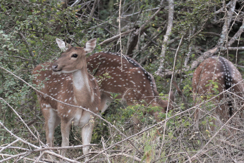 Spotted Deer, Yala NP, Sri Lanka
