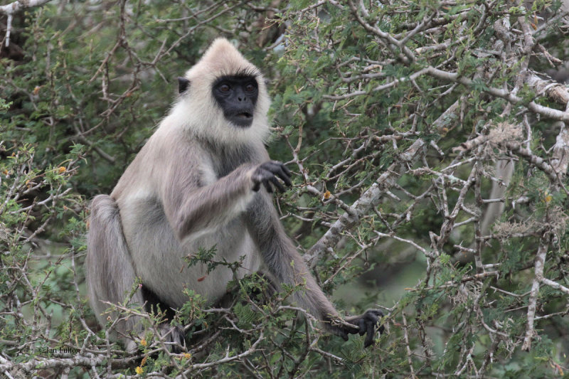 Tufted Grey Langur, Bundala NP, Sri Lanka