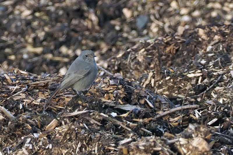 Black Redstart, Ardmore, Clyde